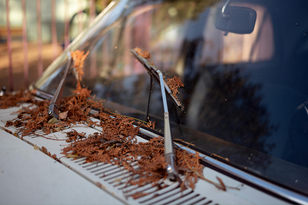 Seasonal Auto Glass Care